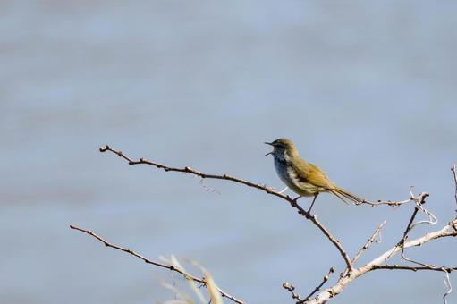 Japanese bush warbler (2), JPG Japanese bush warbler (2), JPG