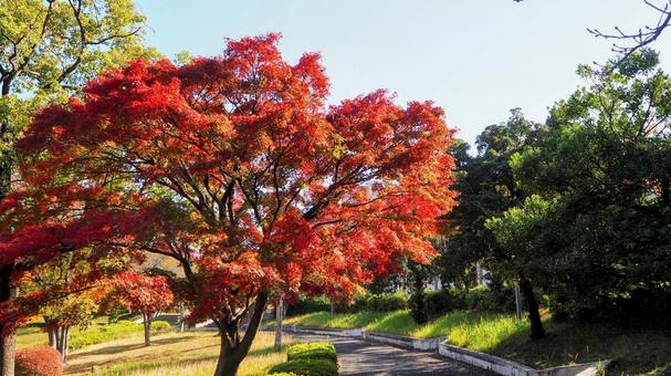 秋の新左近川公園の楓(江戸川区葛西地区) 秋の新左近川公園の楓(江戸川区葛西地区) 秋,紅葉,新左近川親水公園の写真素材