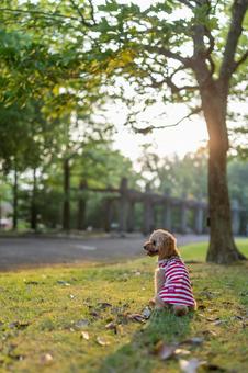 夏の公園で散歩するトイプードル 夏の公園で散歩するトイプードルの写真