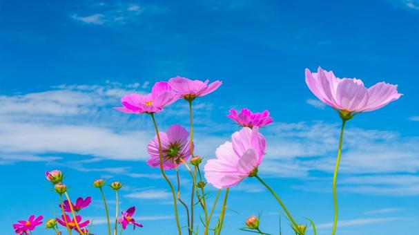 コスモス5 コスモス5 コスモス,青空,花の写真素材