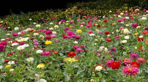 【花の写真】ジニア(百日草) 【花の写真】ジニア(百日草) 百日草,zinnia,9月の写真素材