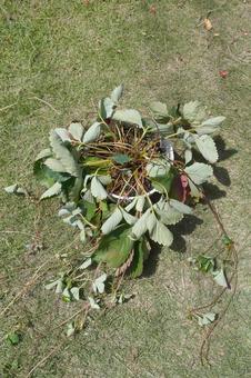 Photo, রাস্পবেরি চারা, স্ট্রবেরি, ফুলের টব, 