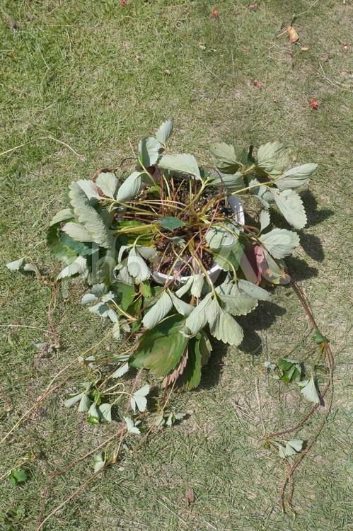 鉢植えの苺苗（水切れ）02 苺苗,いちご,植木鉢の写真素材