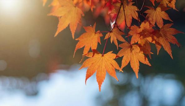 秋の紅葉 秋の紅葉の写真