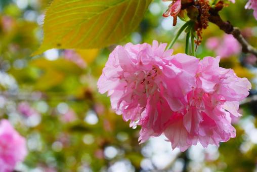 可憐な八重桜 可憐な八重桜の写真