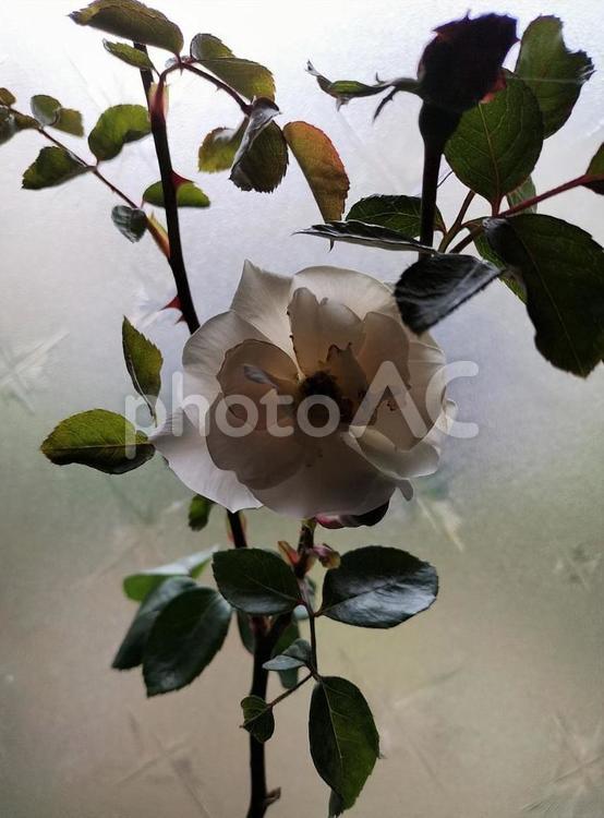 光と薔薇と時間と空間。 薔薇,ピンク,はなの写真素材