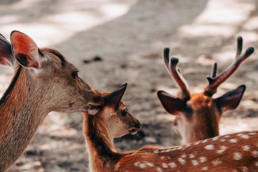 2匹の暖かな視線 鹿,動物,哺乳類の写真素材
