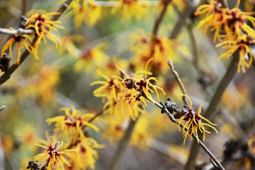 マンサク マンサク,満作,万作の写真素材