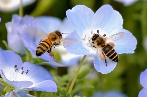 Japanese honeybees and European honeybees, JPG