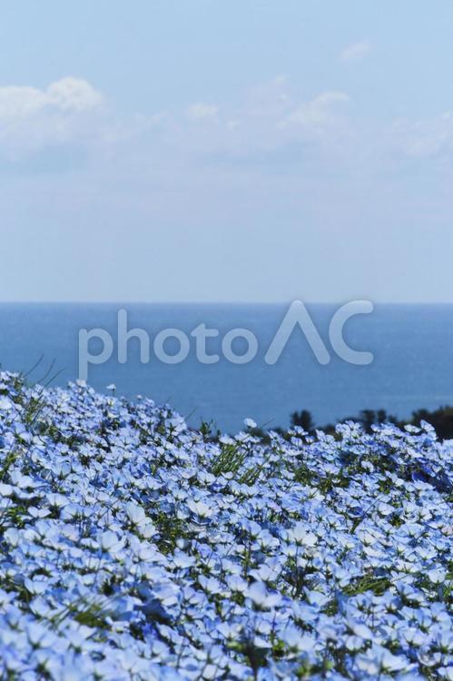 ネモフィラのイメージ ネモフィラ,春,花の写真素材