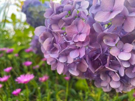 初夏の庭に咲くやさしい紫のアジサイの写真