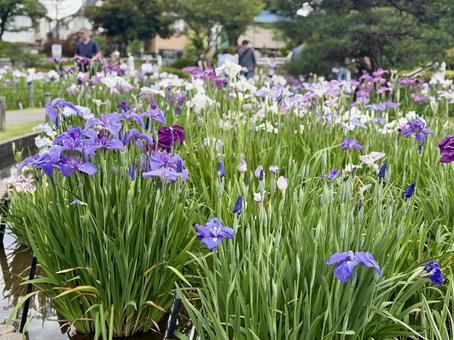 堀切菖蒲園 曇り空の下花菖蒲が咲き誇る 堀切菖蒲園 曇り空の下花菖蒲が咲き誇るの写真