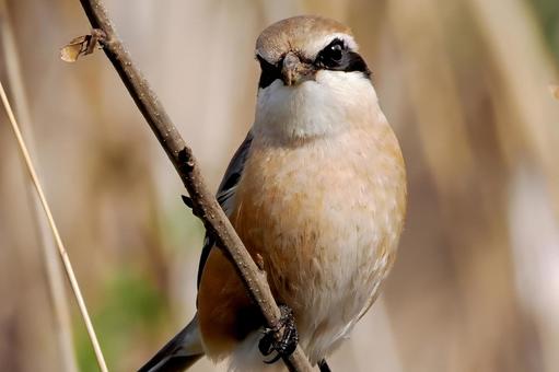 精悍なモズの写真