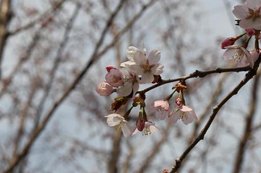 Sakura, JPG Sakura, JPG