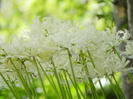White spider lilies, JPG