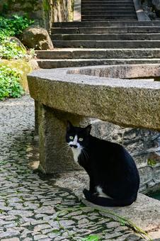 Photo, cat, suzhou, tiger hill, 