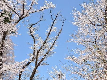 桜 の写真
