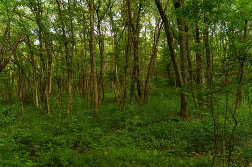 静まり返った森の風景 静まり返った森の風景の写真