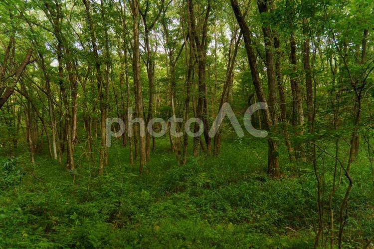静まり返った森の風景 森,木,自然の写真素材