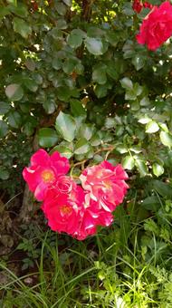 薔薇 薔薇の写真
