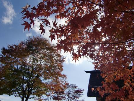 紅葉-8 紅葉-8 紅葉,木,幹の写真素材