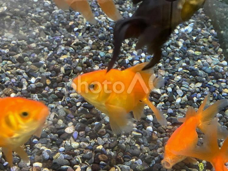 たくさんの金魚たち 魚,かわいい,ペットの写真素材