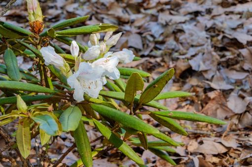 林床に咲く白い石楠花 石楠花,花,花びらの写真素材