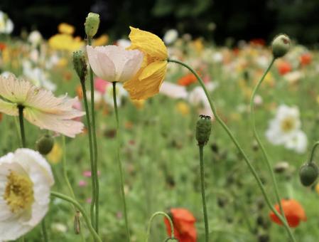 ポピーの写真
