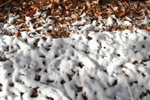 落ち葉と雪 冬,雪,積雪の写真素材