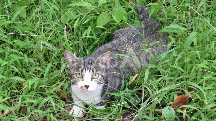 カメラ目線で見上げて来る可愛い猫様 猫,キジシロ,カメラ目線の写真素材