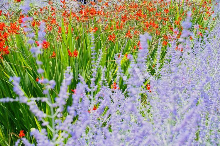 河口湖大石公園の花畑 河口湖,大石公園,ラベンダーの写真素材