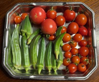 R7.9.28 野菜の収穫トマトとオクラ R7.9.28 野菜の収穫トマトとオクラの写真