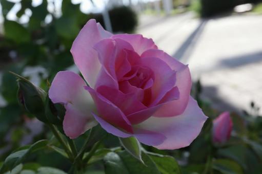バラ園にて綺麗な薔薇を撮りました バラ園にて綺麗な薔薇を撮りましたの写真