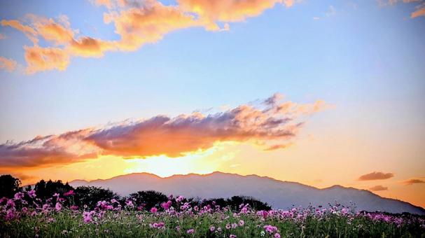 燃える夕焼け空と山並みを背景にした秋桜畑 夕焼け,夕暮れ,夕日の写真素材