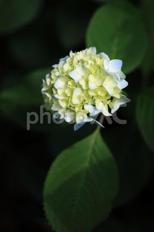 あじさい（英名　hydrangea） hydrangea,あじさい,紫陽花の写真素材