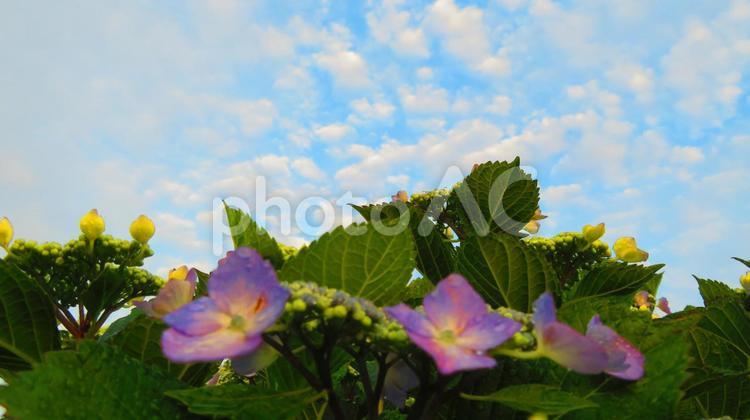 ５月下旬の野田池の雨上がりのあじさいの花 背景,あじさいの花,紫陽花の写真素材