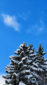 雪が積もった松の木 9:16 雪が積もった松の木 9:16 ホワイトクリスマス,雪,背景の写真素材