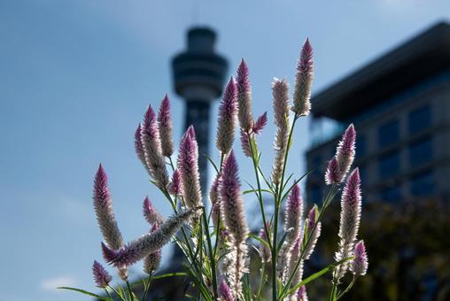 山下公園ローズガーデンのノゲイトウ 山下公園ローズガーデンのノゲイトウ ノゲイトウ,白,ピンクの写真素材