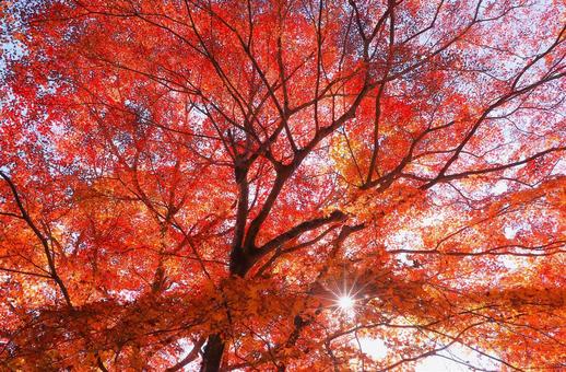 秋燃える もみじ,秋,風景の写真素材