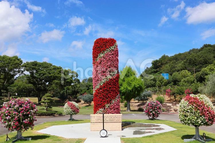 ７月中旬のさぬきフラワーガーデンの花 花,植物,赤の写真素材