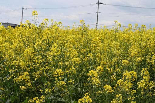 希望の丘農園に咲いている菜の花畑 希望の丘農園に咲いている菜の花畑の写真