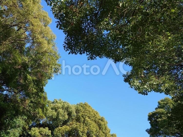木々からのぞく空 木,空,風景の写真素材