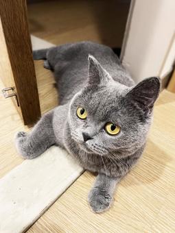 猫　ブリティッシュショートヘア 猫,ブリティッシュショートヘア,可愛いの写真素材