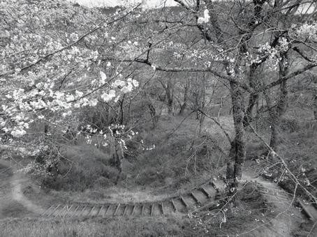 Photo, nara prefecture, yoshino town, kinpusenji temple, 