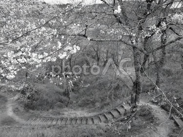 吉野の山の風景 奈良県,吉野町,金峯山寺の写真素材