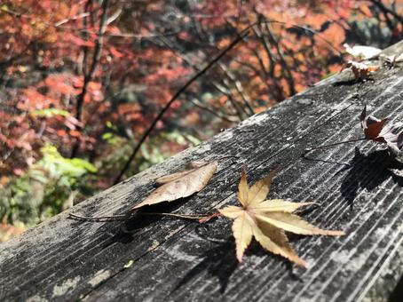 もみじ もみじの写真