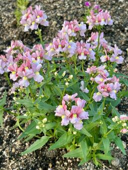 ネメシアのピンクの花 ネメシア,花,ピンクの写真素材
