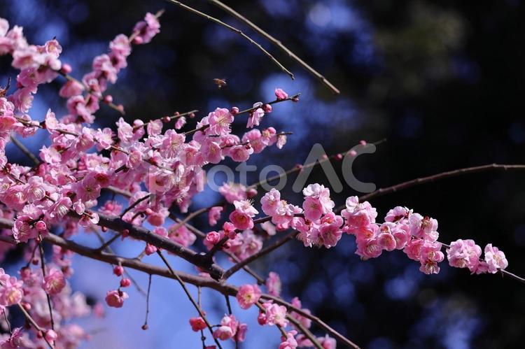 寒さに耐え気品よく咲く 梅,花,バラ科の植物の写真素材