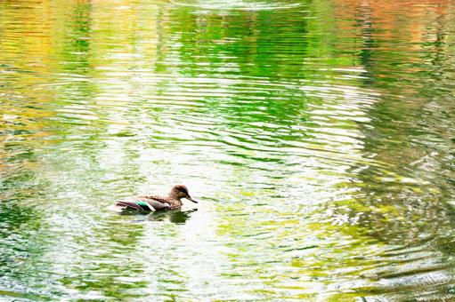 紅葉が映る水面に浮かぶ鴨 雲場池,軽井沢,鴨の写真素材