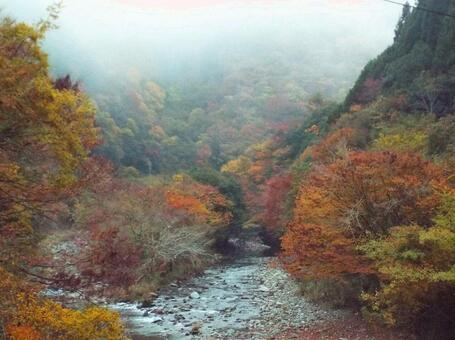 【紅葉写真】美しい紅葉 紅葉,自然,風景の写真素材